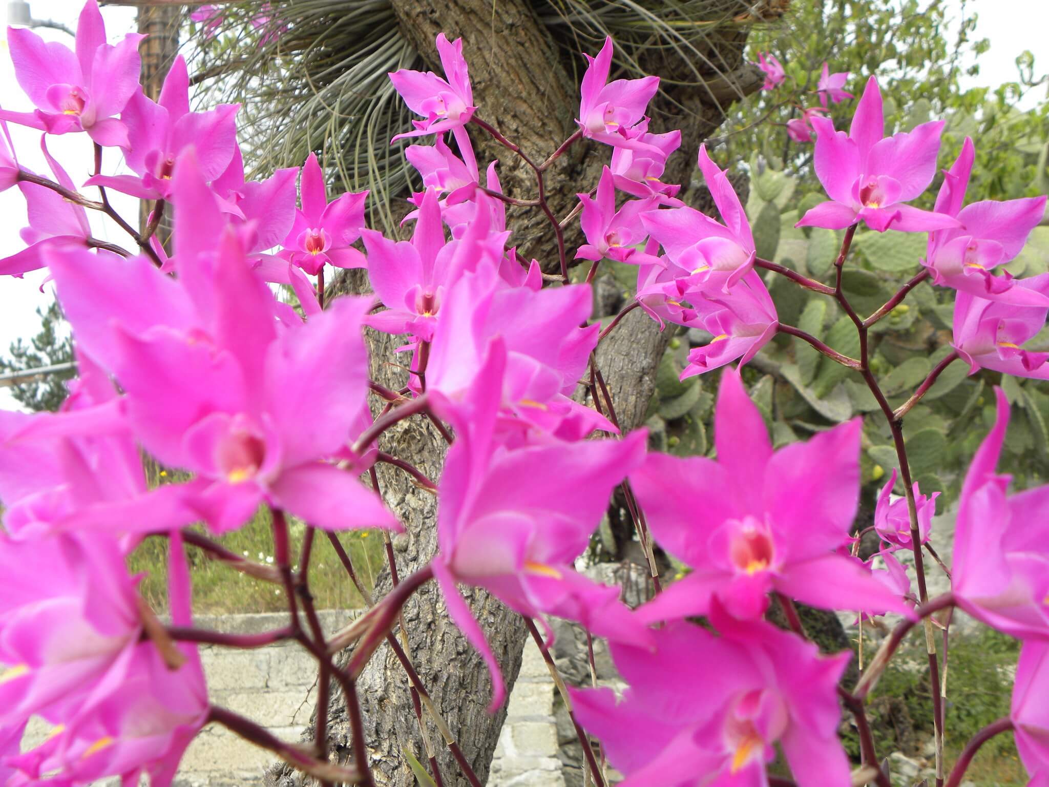 Laelia gouldiana